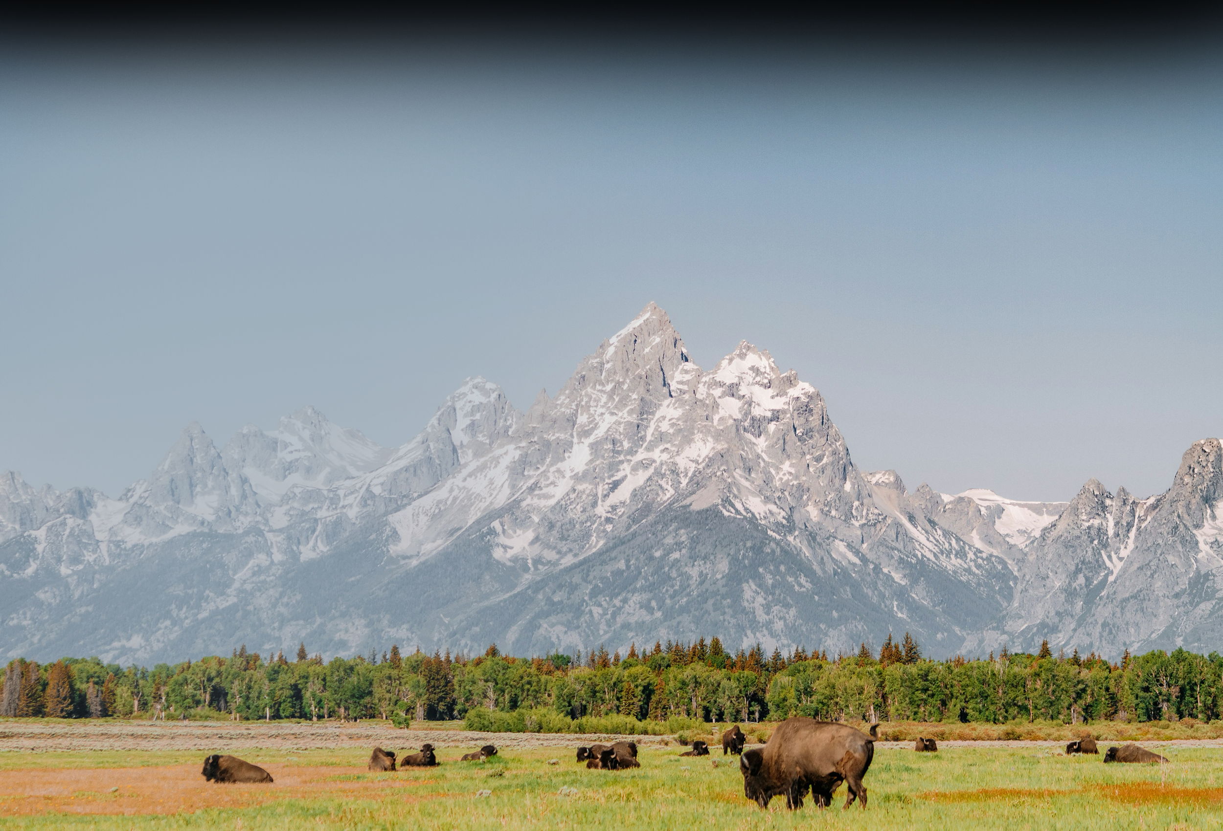 A herd of bison grazing in a grassy meadow beneath the granite peaks of the Grand Tetons