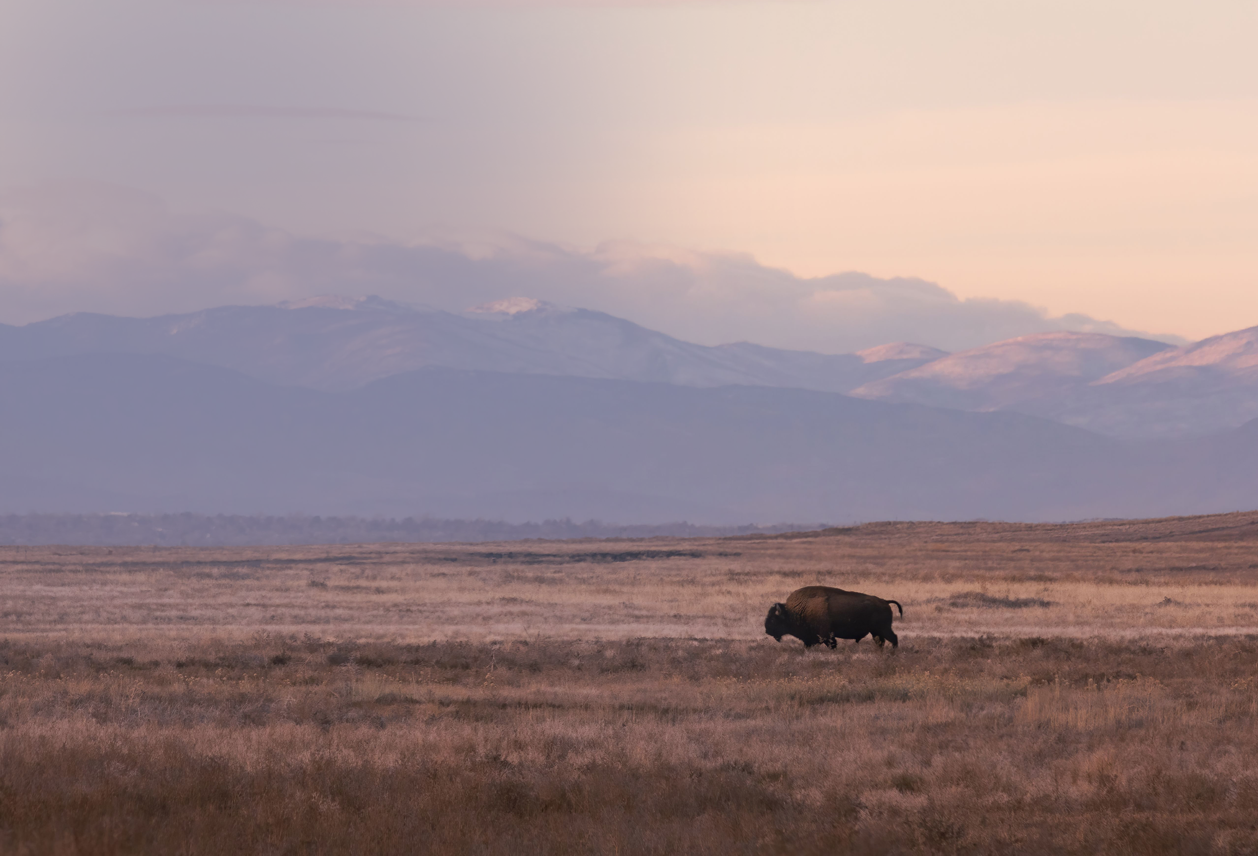 A lone bison walking across an open plain at dusk, with hazy mountains in the distance